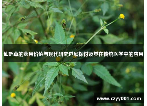 仙鹤草的药用价值与现代研究进展探讨及其在传统医学中的应用