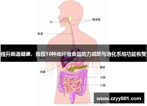 提升肠道健康，推荐10种高纤维食品助力减肥与消化系统功能恢复