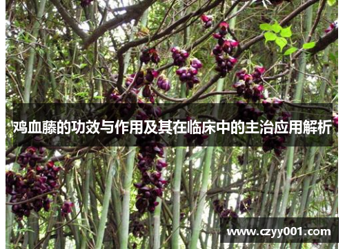 鸡血藤的功效与作用及其在临床中的主治应用解析